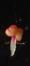  Stamen